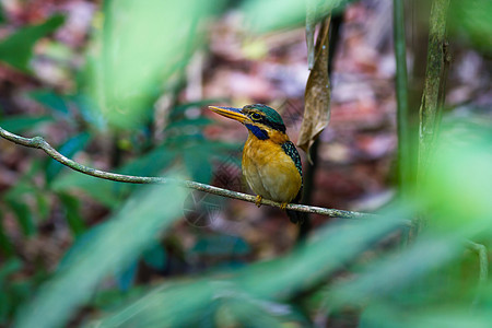 鲁富斯领章的Kingfisher(女)图片