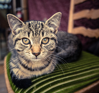 Tab 猫动物智慧虎斑毛皮幸福厨房小猫家具座位乡愁图片