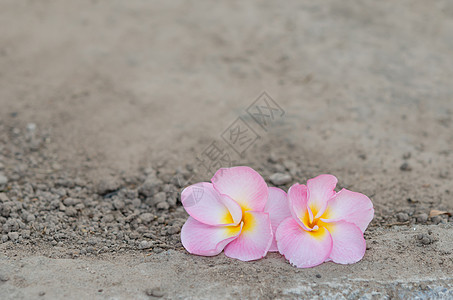 粉红色弗朗吉帕尼热带白色鸡蛋花花瓣植物土壤植物群粉色局部图片