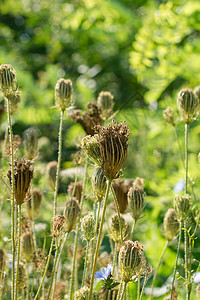 Yarrow 核心图片