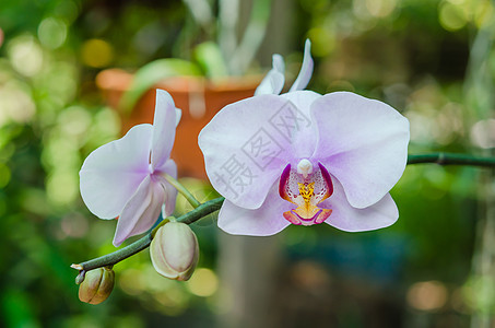 粉红兰花花叶子兰花粉色白色花园热带植物群生长植物紫色图片