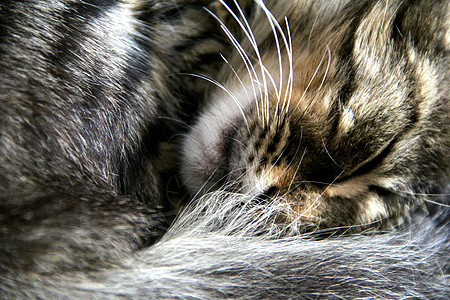 猫咪睡觉晶须水平虎斑绿色睡眠眼睛尾巴场景鼻子毛皮图片