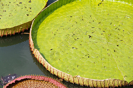 皇家水轮池塘圆形轮缘植物季节花园情调叶子森林百合图片
