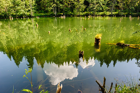 红湖Lacul Rosu 东喀尔巴阡山脉 罗马尼亚日志森林木头场景松树池塘环境树干反射风景图片