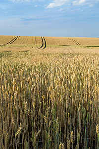 夏季金麦田生长农场大麦季节稻草天空场景农村收获收成图片