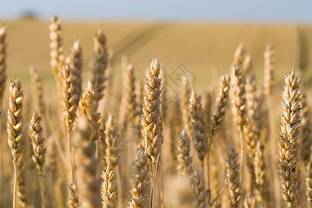 夏季金麦田粮食场景土地植物收获季节小麦种子稻草场地图片