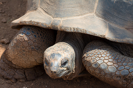 乌龟重量野生动物爬虫快乐濒危动物园动物环境盔甲动物群图片
