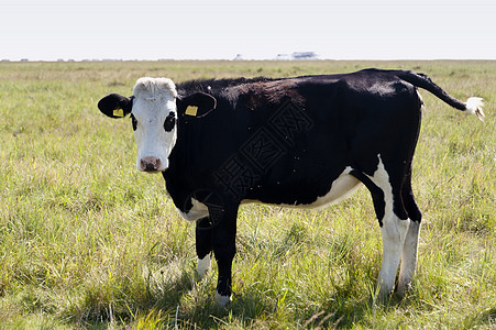 德国圣彼得教区牛群草地生态农业生物牛牧场动物家畜海滩图片