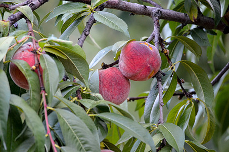 树枝上的桃子宏观植物农场生产叶子生长园艺花园食物饮食图片