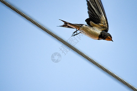 巴恩斯瓦洛希伦多省野生动物鸟类羽毛燕麦电缆翅膀航班图片