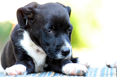 可爱小狗妈妈员工宠物童年篮子母亲职员猎犬白色团体图片