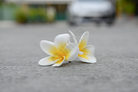 鸡蛋花绿色白色黄色叶子情调花瓣温泉香水风格花园图片