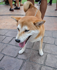 世叶伊努狗狗冠军宠物柴犬绿色黑色哺乳动物小狗红色朋友白色图片