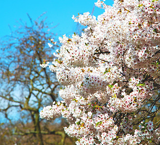 在隆登公园 白树和花朵自然开花花园摄影叶子公园园艺花瓣水果美丽植物宏观图片