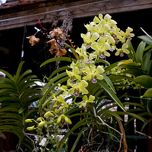 绿色兰花红色花瓣黄色植物图片