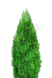 绿树叶子森林环境生活橡木多叶绿色白色花园弹簧背景图片