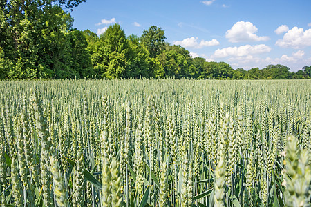 小麦田天气收成食物晴天场地季节玉米生长面包土地图片
