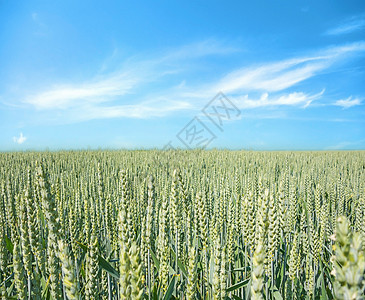 小麦田 蓝天空农田植物国家农村场地大麦生长粮食环境晴天图片