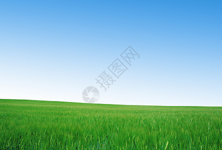 绿地和蓝天空生长植物场地太阳农村国家土地季节远景阳光图片