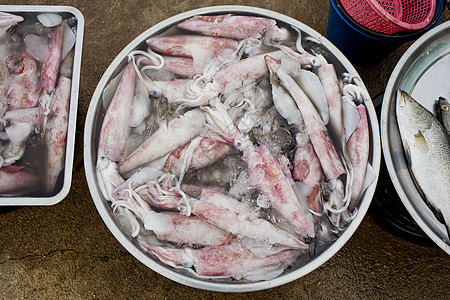 准备在市场上出售的新鲜鱿鱼章鱼海鲜乌贼动物食物图片