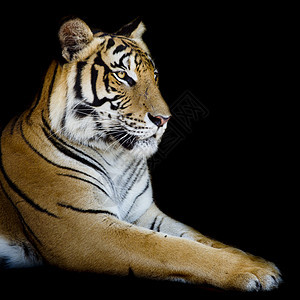 美丽的老虎 - 孤立在黑色背景上图片