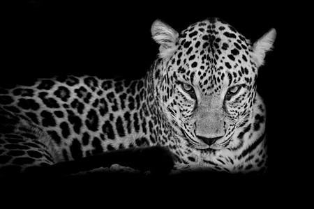 黑色背景上的黑白豹肖像分隔符 B野生动物毛皮捕食者环境眼睛食肉荒野公园猫科哺乳动物图片