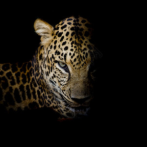 黑色背景的豹式画像分离公园食肉环境猫科动物猎人野生动物哺乳动物危险眼睛图片