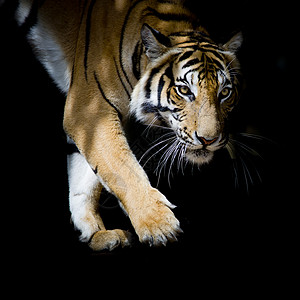 美丽的老虎一步一步地行走 在黑后脑中被孤立反思橙子动物捕食者眼睛哺乳动物野猫侵略猫科食肉图片
