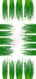 绿草绿色衬套框架植物草本叶子白色草本植物幼苗发芽图片