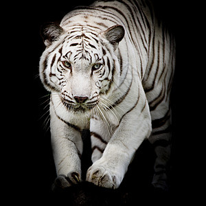 白老虎在黑色背景上孤立跳跃荒野眼睛野生动物哺乳动物捕食者猎人毛皮丛林猫科危险图片