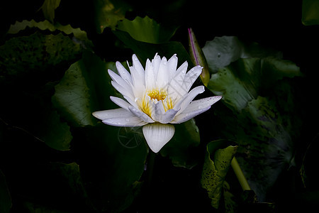 白莲花花白色粉色植物花瓣冥想热带荷花漂浮异国情调背景图片