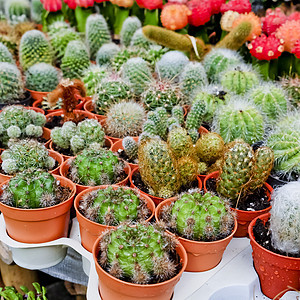 花盆中的仙人掌和仙人掌植物图片