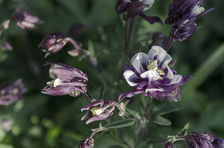 夏季花园中鲜花多彩的(纯和白)图片