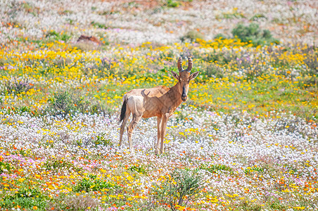 黑曼巴土著花朵之间的红色沙丁香风景野生动物自然保护区羚羊晴天哺乳动物植物群阳光动物群动物背景