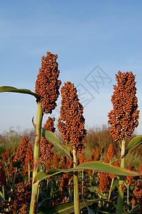 甜瓜糖南高梁国家季节蓝色收成谷物植物收获黄色棕色乡村图片