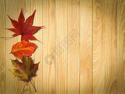 木本底成分的秋叶树叶褪色背景边界木头公园森林装饰树干植物木板图片