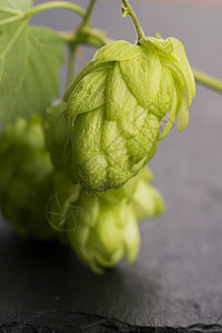 新鲜绿花锥叶子爬行者木头生长桌子美食啤酒厂植物酒精水果图片