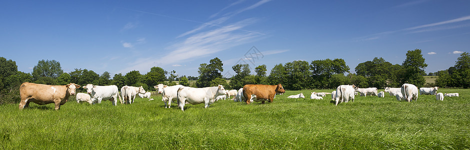 对奶牛的全景观图片