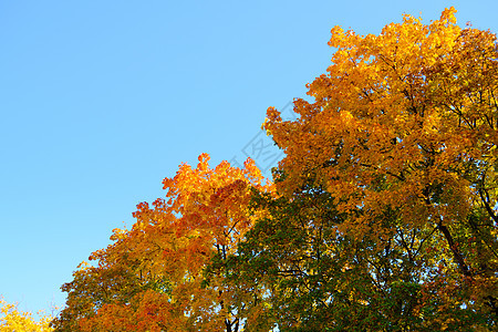在深蓝天空的树上 秋天叶上的多彩色彩场景阳光叶子墙纸橙子植物学蓝色天空森林木头图片