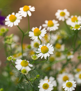 自然中的绿草和甘菊发芽生态花瓣季节雏菊团体药品植物公园植物群图片