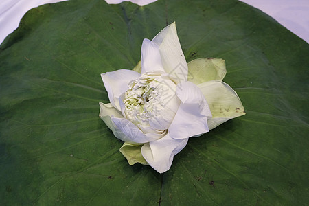 白莲花在莲叶上分离佛教徒宗教精神植物群热带瑜伽花瓣情调荷花植物图片