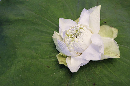 白莲花在莲叶上分离精神情调佛教徒宗教荷花软垫植物瑜伽花瓣异国图片