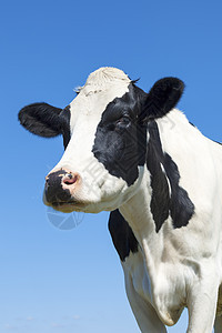 黑白牛的肖像农业黑色家畜白色哺乳动物牛肉牛奶乡村动物农场图片