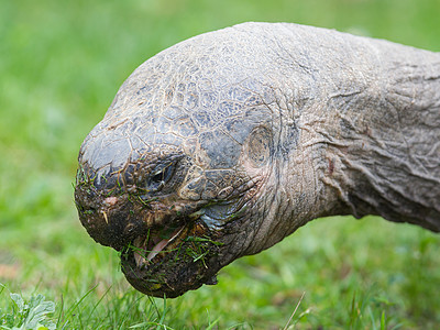 加拉帕戈斯巨龟食荒野土地保护爬虫野生动物环境鼻子乌龟焦点动物群图片