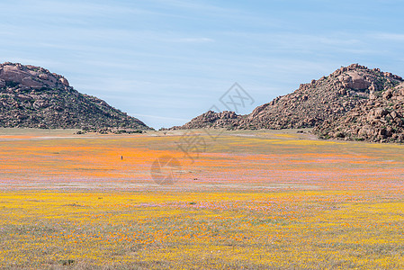 Goegap自然保护区花地毯中的奥里克斯晴天野生动物植物群跳羚橙子动物剑羚哺乳动物羚羊紫色图片