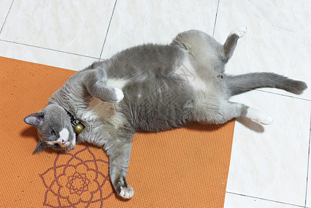 闭上了闭着的肥灰猫睡在地板上哺乳动物小猫毛皮宠物灰色图片