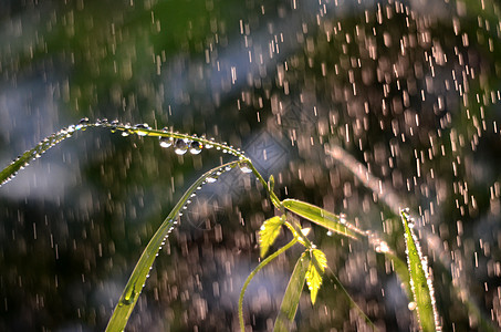 早晨 雨滴在青草上晨雨阳光绿色植物树叶植物群晴天杂草下雨天花园图片