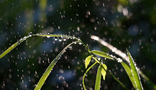 早晨 雨滴在青草上下雨天杂草绿色晴天植物群叶子草地花园树叶阳光图片