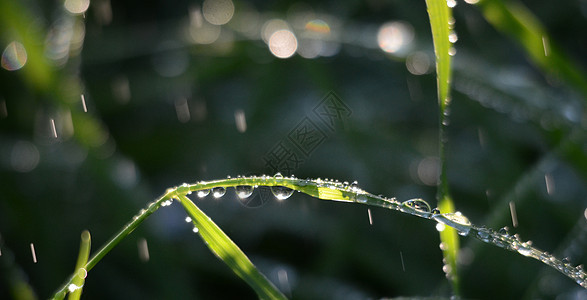 早晨 雨滴在青草上叶子晨雨草地晴天绿色植物群背景花园下雨天阳光图片
