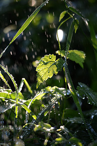 早晨 雨滴在青草上绿色植物下雨天植物群花园叶子背景杂草阳光树叶图片